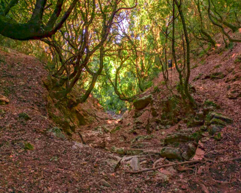 Shaded forest trail surrounded by tall trees in the heart of Messinia